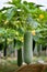 Hanging winter melon plant and fruits