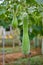 Hanging winter melon plant and fruits