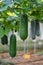 Hanging winter melon plant and fruits