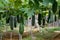 Hanging winter melon plant and fruits