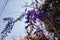 Hanging wisteria flowers pictured in a sunset nice weather