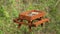 A hanging wooden picnic table bird feeder