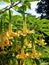 Hanging yellow trumpet flower in beautiful light