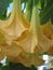 Hanging yellow trumpet lilies and green leaves