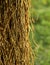 Hanging yellowish old tree branches with green background photo