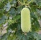 Hanging young winter melon. Benincasa in the garden with blurred background