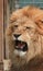 Hangry Lion with mouth open