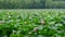 Hangzhou west lake with lotus flowers