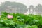 Hangzhou west lake Lotus in full bloom in a misty morning