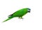 Hanh macaw or red-shouldered macaw, beautiful green bird with white background .