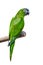 Hanh macaw or red-shouldered macaw, beautiful green birds isolated perched on the branch.