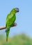 Hanh macaw or red-shouldered macaw, beautiful green birds perched on the branch.