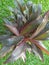 hanjuang cordyline fruticos perennial plants