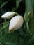 hanjuang flowers are white covered with dew