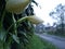 hanjuang flowers are white covered with dew