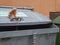 Hannover, Lower Saxony, Germany - July, 29, 2019: a lonely little teddy bear sitting on a metal garbage container