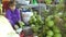 Hanoi, Vietnam - july, 2018: woman using knife for peeling of ripe coconut. Asian woman peeling fresh coconut for