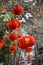 HANOI, VIETNAM march 01: Hanging lantern in the old quarter 2015 in Hanoi.