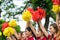 Hanoi, Vietnam - Sep 2, 2016: Young cheerleader group cheering with pom poms in hands