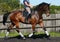 Hanoverian horse in dressage arena