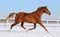 Hanoverian horse running on snow manege