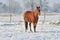 Hanoverian horse in winter