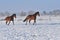 Hanoverian horses in winter