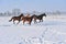 Hanoverian horses in winter