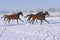 Hanoverian horses in winter