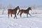 Hanoverian horses in winter