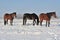 Hanoverian horses in winter