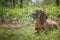 Hanoverian Hound puppy laying in the grass