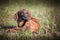 Hanoverian hound puppy laying in the grass