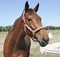 Hanoverian mare breed. Beautiful portrait