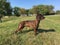 Hanoverian Scenthound dog in grass