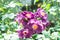 Hans Gonewein Rose or Violet Rose in Garden