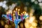 Hanukkiah Menorah candle is lit during a traditional celebration of Hanukkah symbolizes Jewish faith.