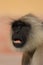 Hanuman Langur