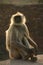 Hanuman langur