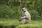 Hanuman Langur in the riverbank, Bardia, Nepal