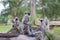 Hanuman Langur, Semnopithecus entellus, monkeys family.