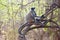 Hanuman Monkey or Leaf Monkey perched on tree