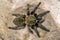 Haplopelma hainanum tarantula