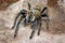 Haplopelma hainanum tarantula