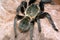 Haplopelma hainanum tarantula