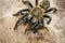 Haplopelma hainanum tarantula