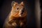 The happiest animal quokka is smiling and greeting at Rottnest Island in Perth, Western Australia