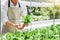 Happiness Asian Man gardener Working with freshness vegetable hydroponic greenhouse in hydroponic farm