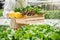 Happiness Asian Man gardener Working with freshness vegetable hydroponic greenhouse in hydroponic farm