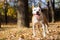 Happiness dog portrait, blur background